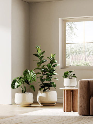 LE TAUCI ceramic pot ideal for ivy, pothos, or monstera indoors.