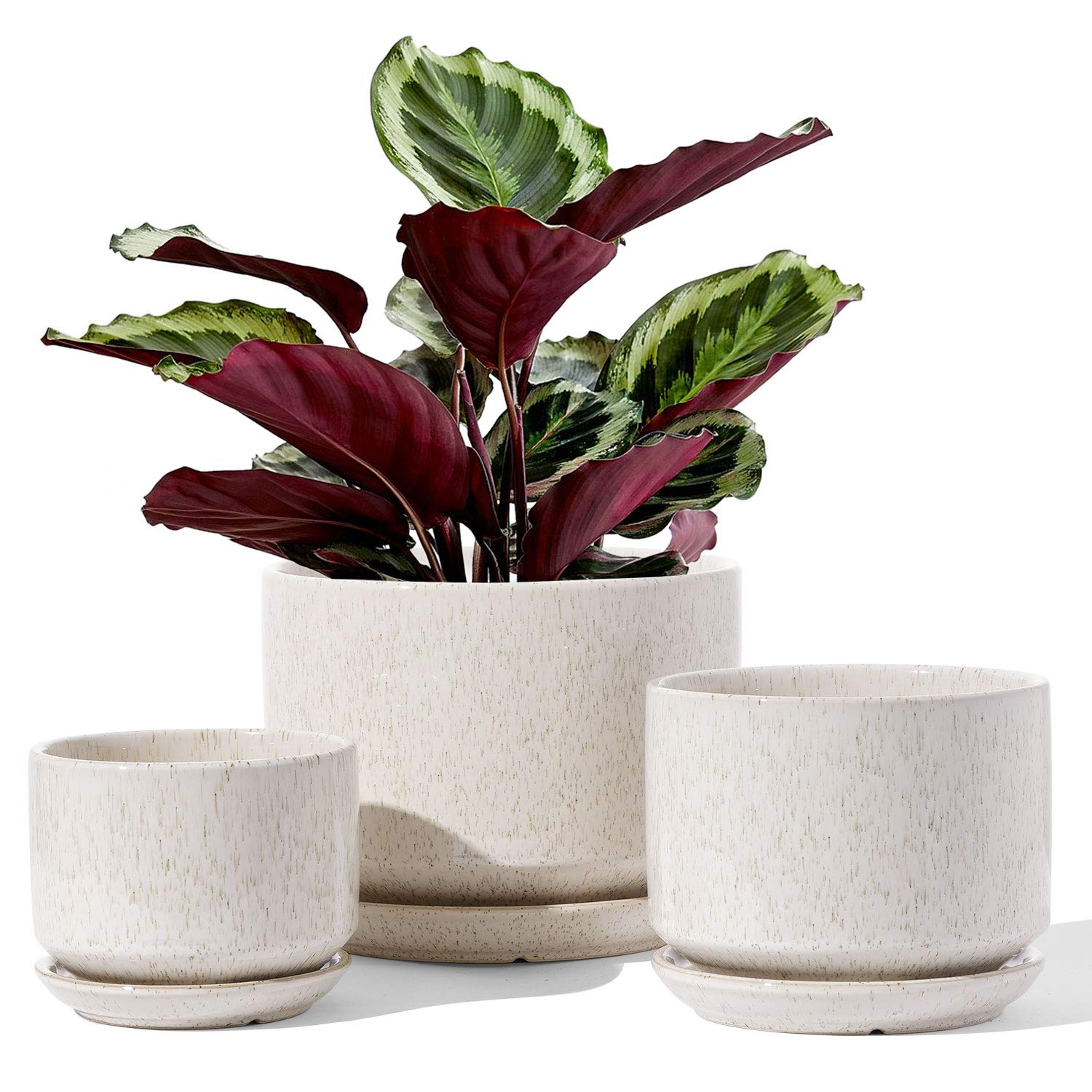 LE TAUCI large ceramic plant pot with drainage is ideal for statement indoor plants.