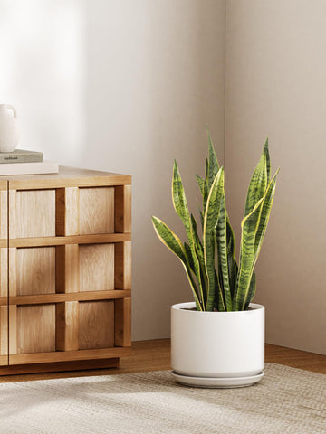 LE TAUCI ceramic pot with mesh screen preventing soil leakage for clean surfaces