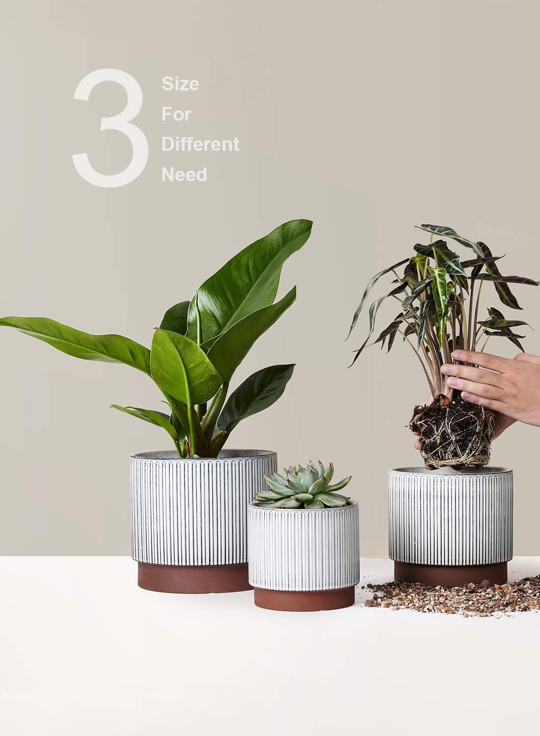 LE TAUCI packaging and display image showing gift ready plant pots