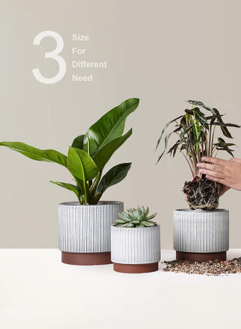 LE TAUCI packaging and display image showing gift ready plant pots