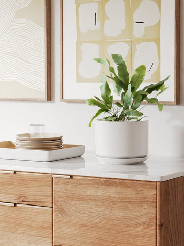 Snake plant shown in LE TAUCI pot supports root space
