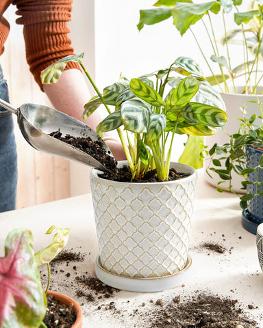 LE TAUCI pot drainage hole detail supports proper watering and healthy roots.