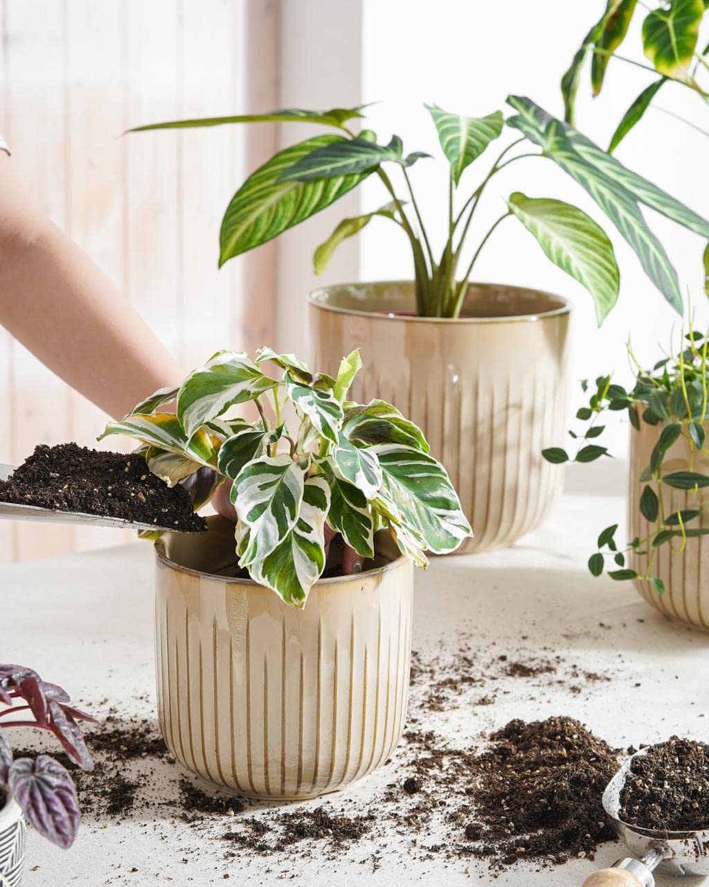 LE TAUCI 7-inch ceramic pot with glossy glaze for balanced arrangements
