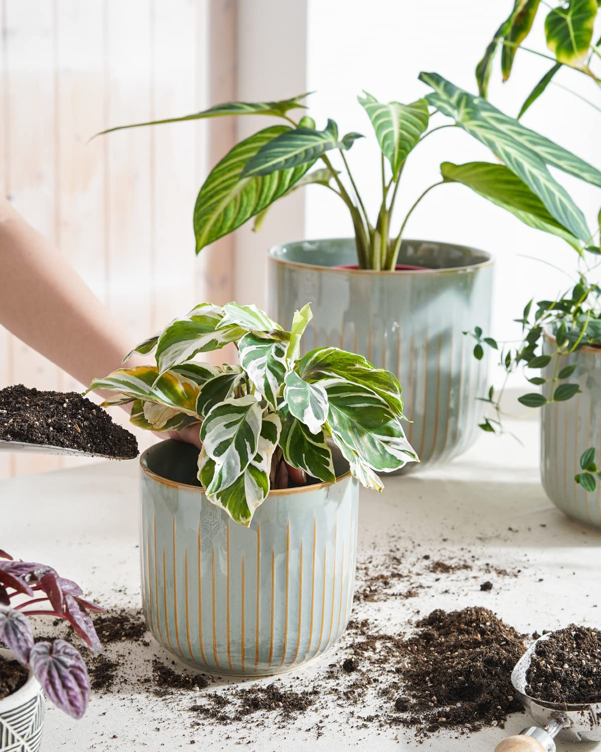 LE TAUCI 7-inch pot with vertical flutes for modern display