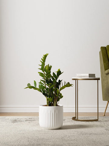 LE TAUCI 5.7-inch planter complements herbs and succulents with balanced height.