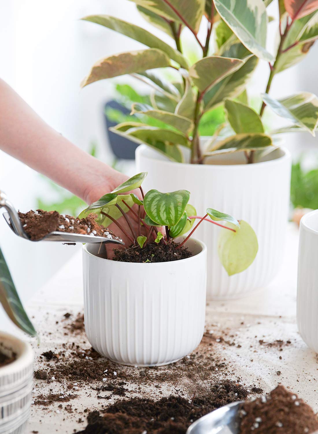 LE TAUCI 7-inch planter with plug and mesh pad for moisture control.