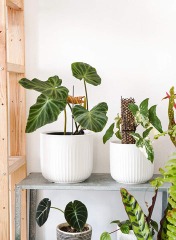 LE TAUCI planter with drainage hole and plug for customizable moisture control.