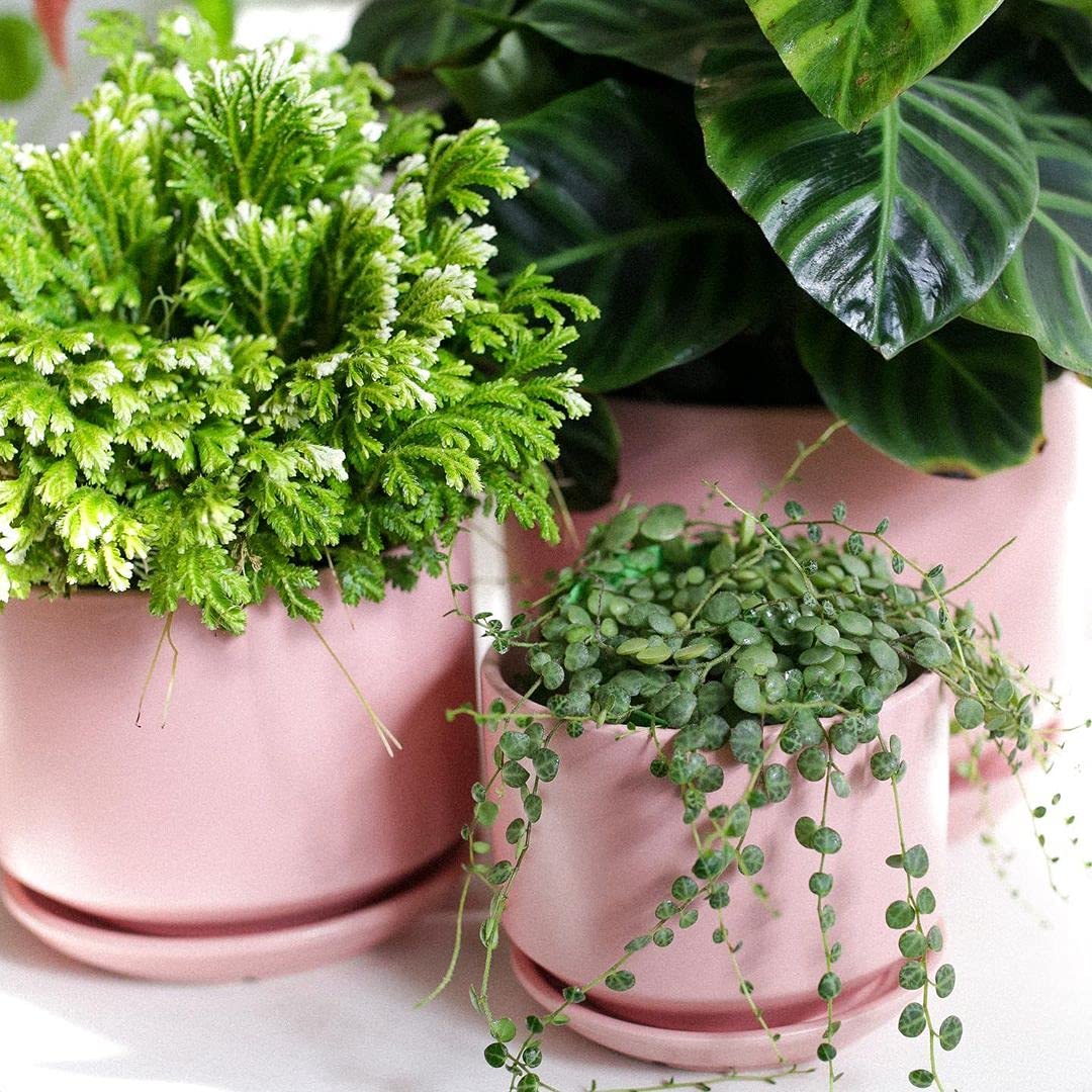 LE TAUCI gift-ready ceramic pots ideal for plant lovers
