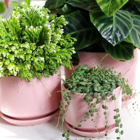 LE TAUCI gift-ready ceramic pots ideal for plant lovers