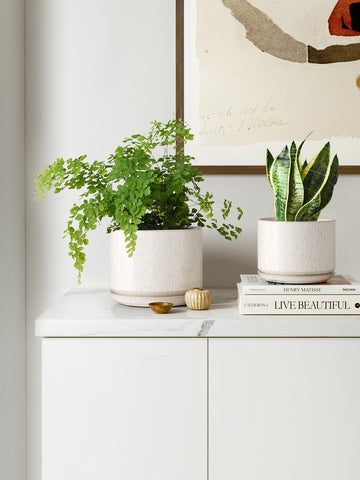 LE TAUCI gift ready packaging makes a thoughtful present for plant lovers.