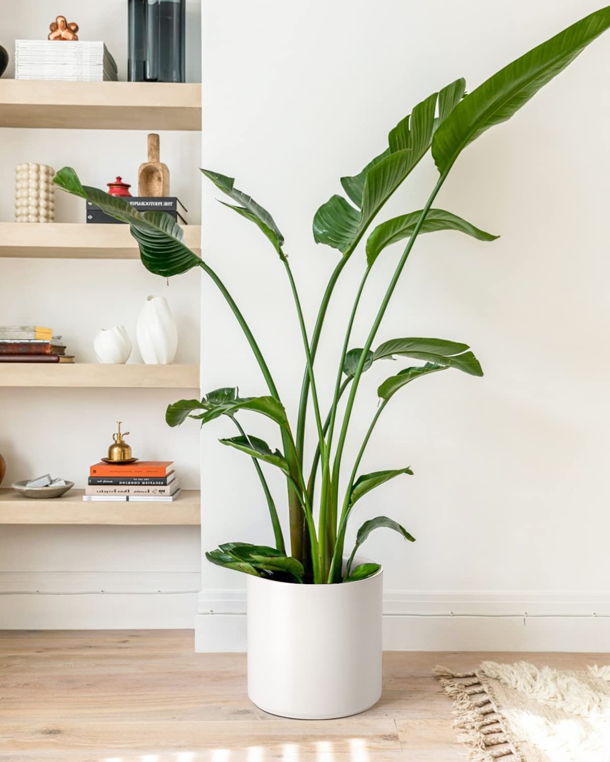 LE TAUCI indoor plant pot ready for everyday use and rearrangement.
