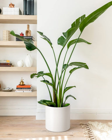 LE TAUCI indoor plant pot ready for everyday use and rearrangement.