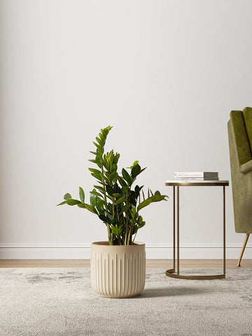 LE TAUCI interior mesh pad for airflow and root care