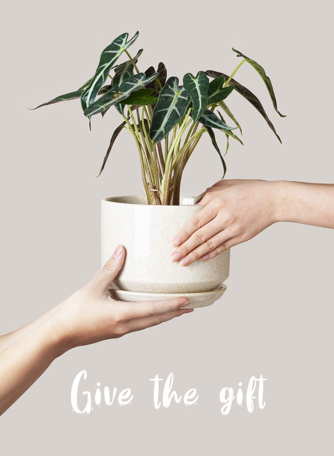 LE TAUCI modern ceramic design fits windowsill shelf or tabletop decor.