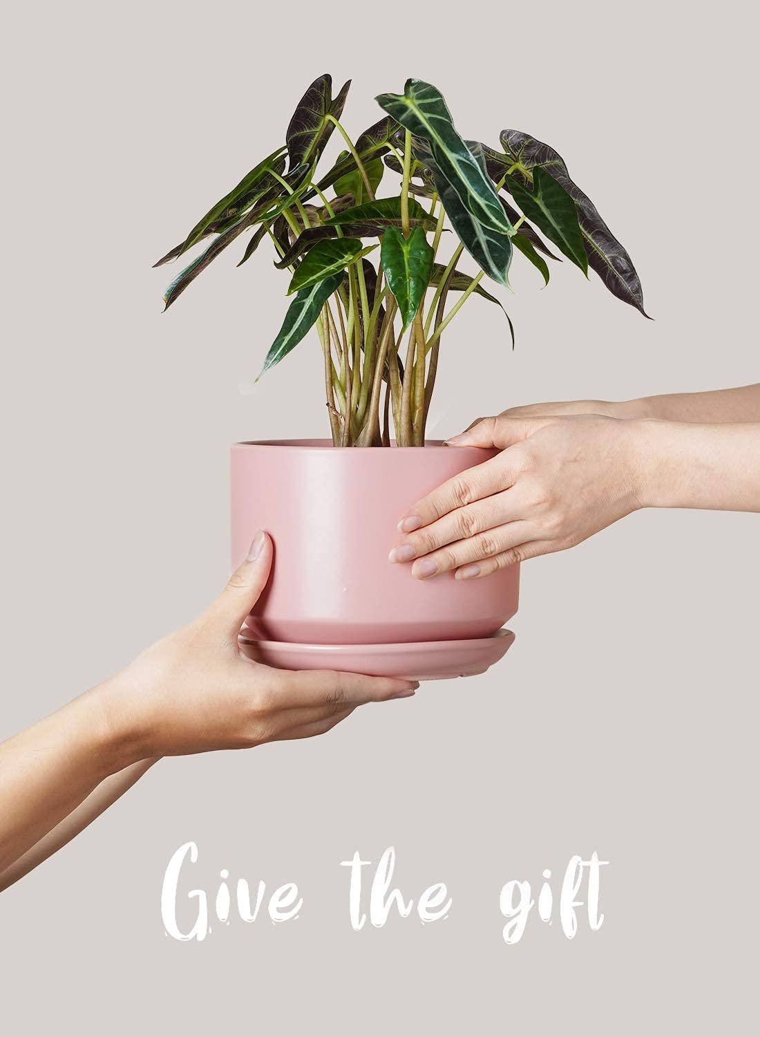 LE TAUCI modern ceramic pots enhance any room with clean lines