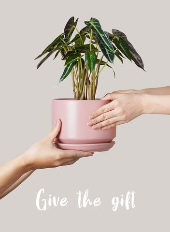 LE TAUCI modern ceramic pots enhance any room with clean lines
