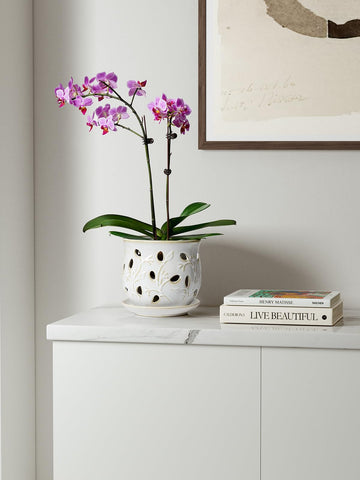 LE TAUCI orchid pot with saucer tray to prevent water runoff.