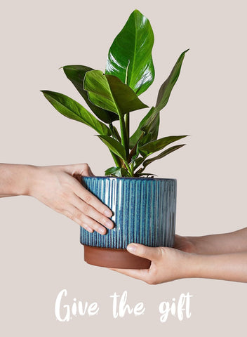 LE TAUCI packaging uses drop-tested protection for safe delivery