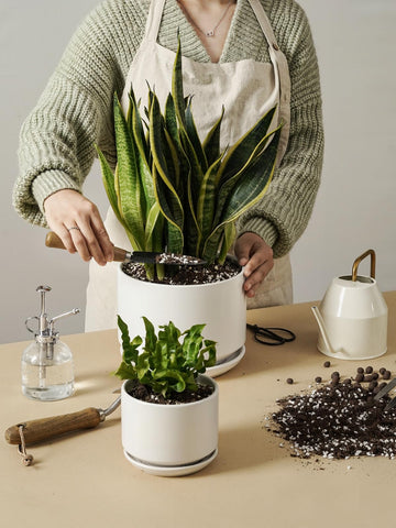 LE TAUCI 2-pack setup enables cohesive plant groupings in living spaces