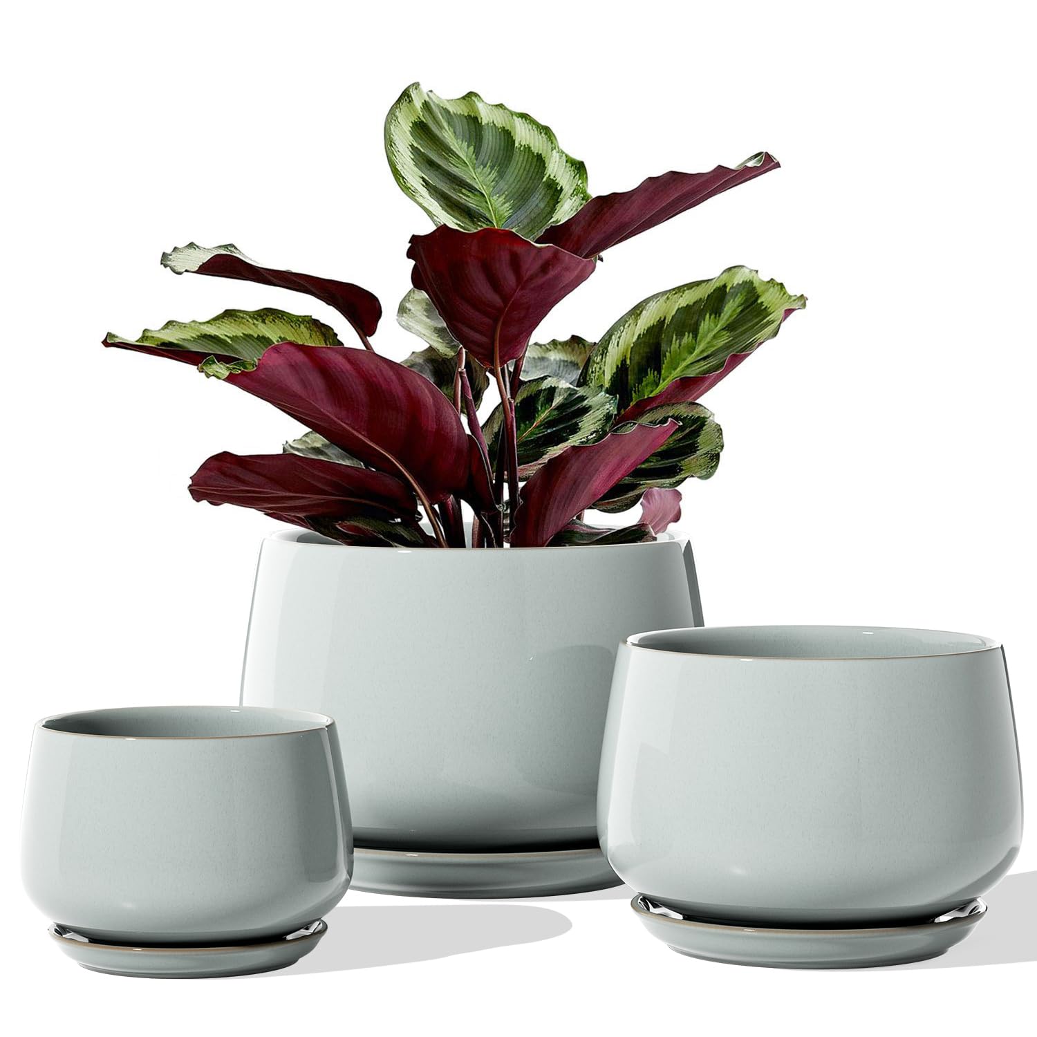 LE TAUCI large 6.5 inch plant pot for elegant tabletop display