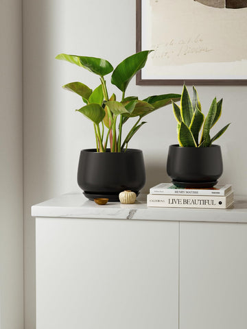 LE TAUCI unglazed interior balances moisture for healthier roots