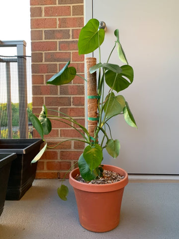 LE TAUCI Plant Ties demonstrate strong non-slip grip for stable staking