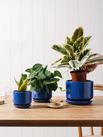 LE TAUCI small sapphire pot with drainage net to prevent soil spill.
