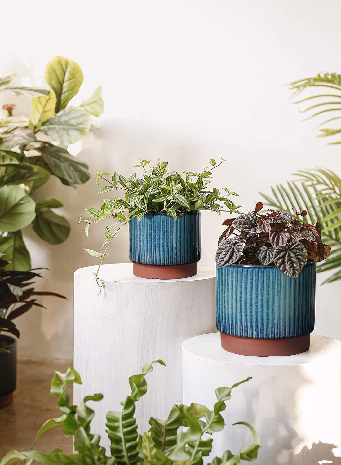 LE TAUCI stripe ceramic pot 5.5-inch suits compact succulents