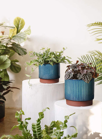 LE TAUCI stripe ceramic pot 5.5-inch suits compact succulents