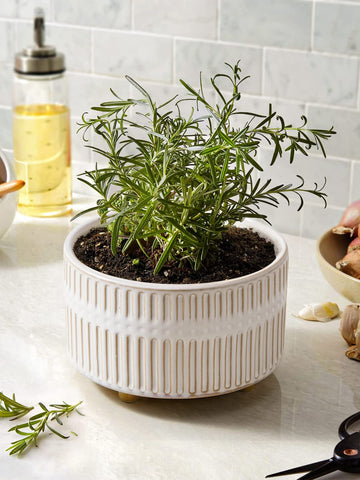 LE TAUCI succulent planters pair on a shelf, elevating display with clean lines.