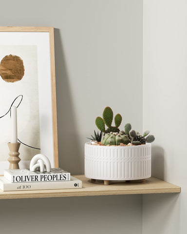 LE TAUCI succulent arrangement shows wide mouth airflow around roots.