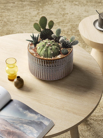 LE TAUCI 6.5-inch shallow pot ideal for compact succulents