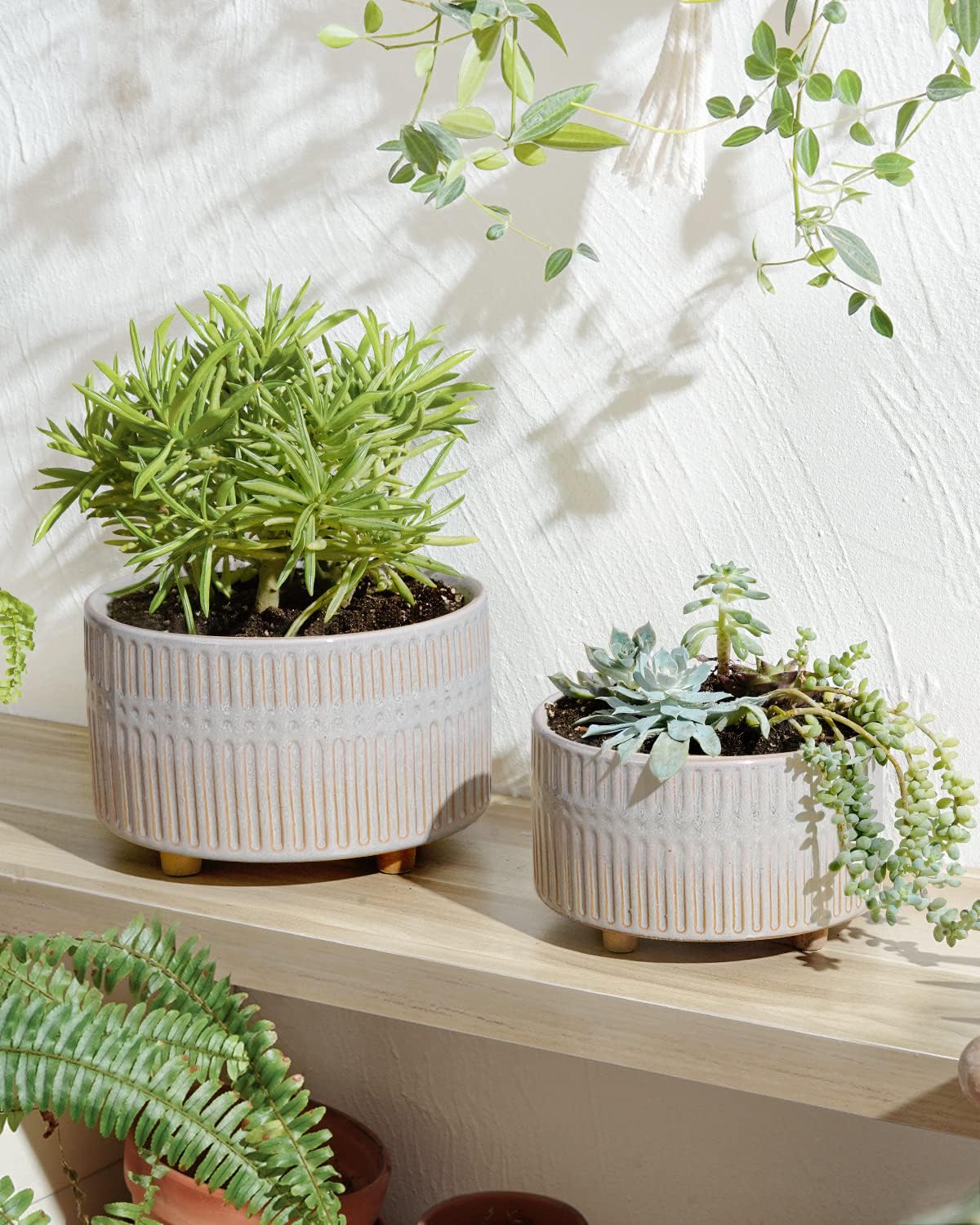 LE TAUCI 8-inch wide-mouth low-profile planter supports healthy root airflow.