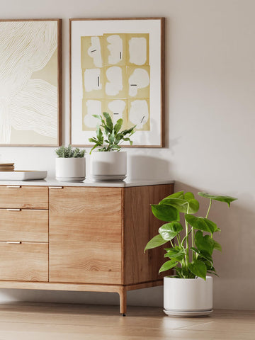 LE TAUCI thick-walled ceramic provides sturdy support for top-heavy plants