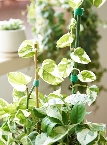 Tomato vine support using LE TAUCI Plant Ties to stay upright