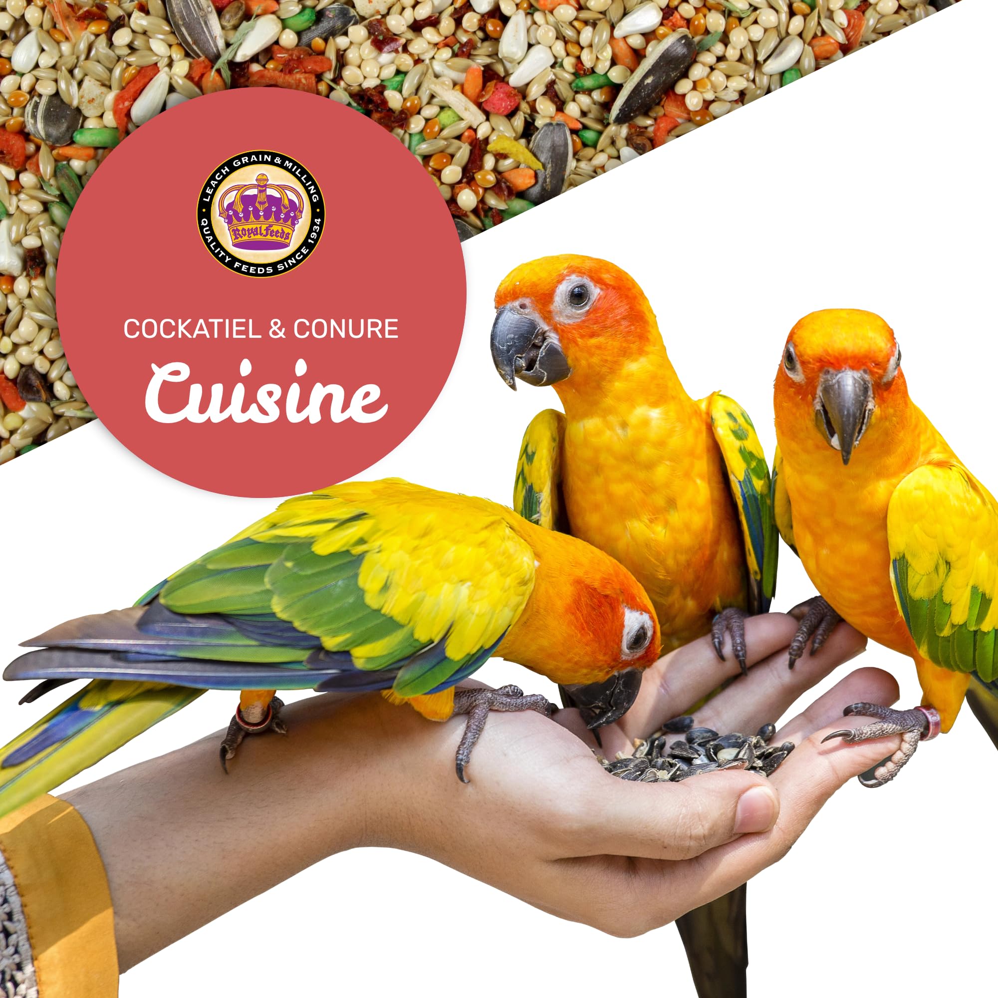 LEACH Cockatiel & Conure Cuisine foraging-texture invites exploration and enrichment.