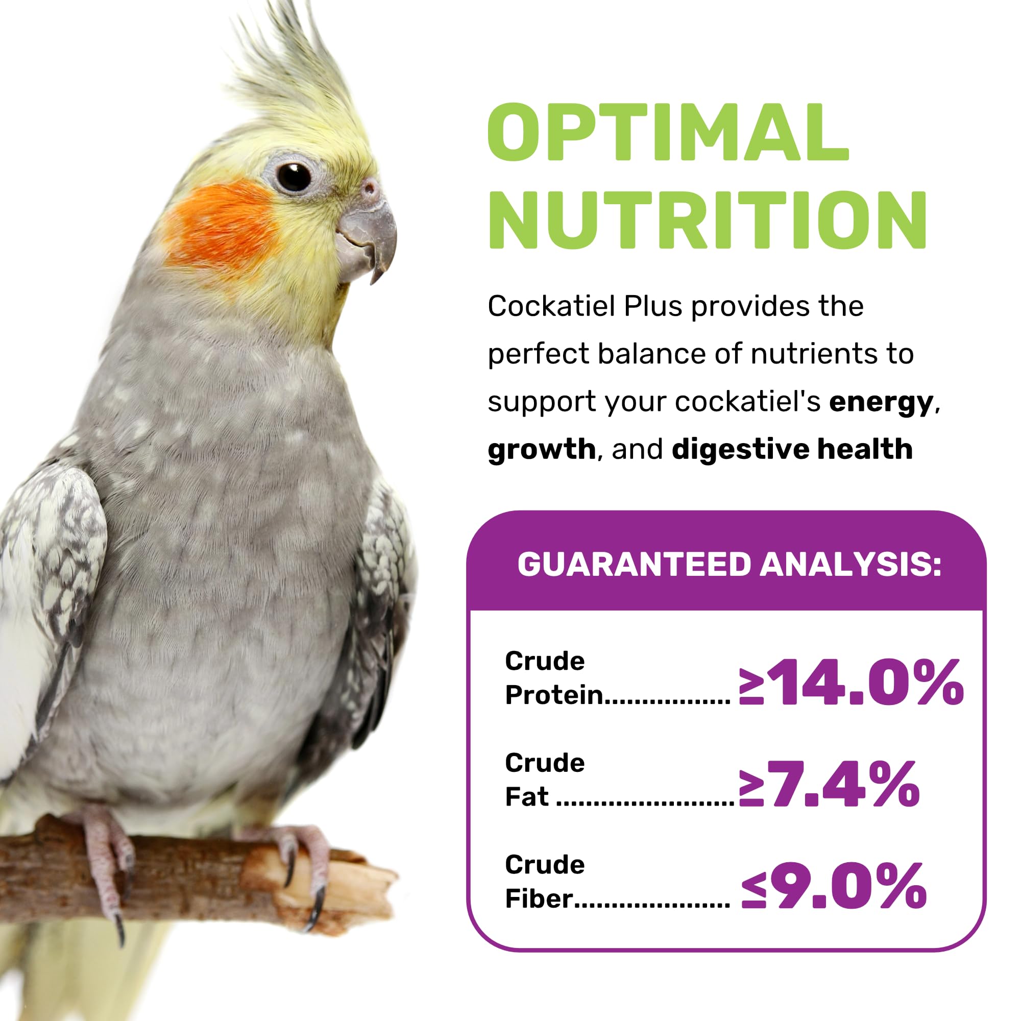 Bird enjoying a small portion from a dish, highlighting easy feeding.
