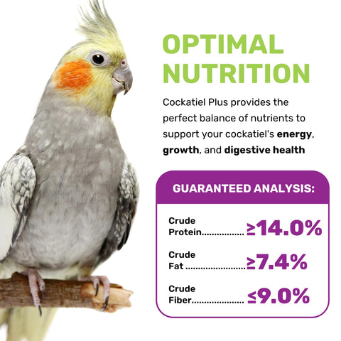 Bird enjoying a small portion from a dish, highlighting easy feeding.