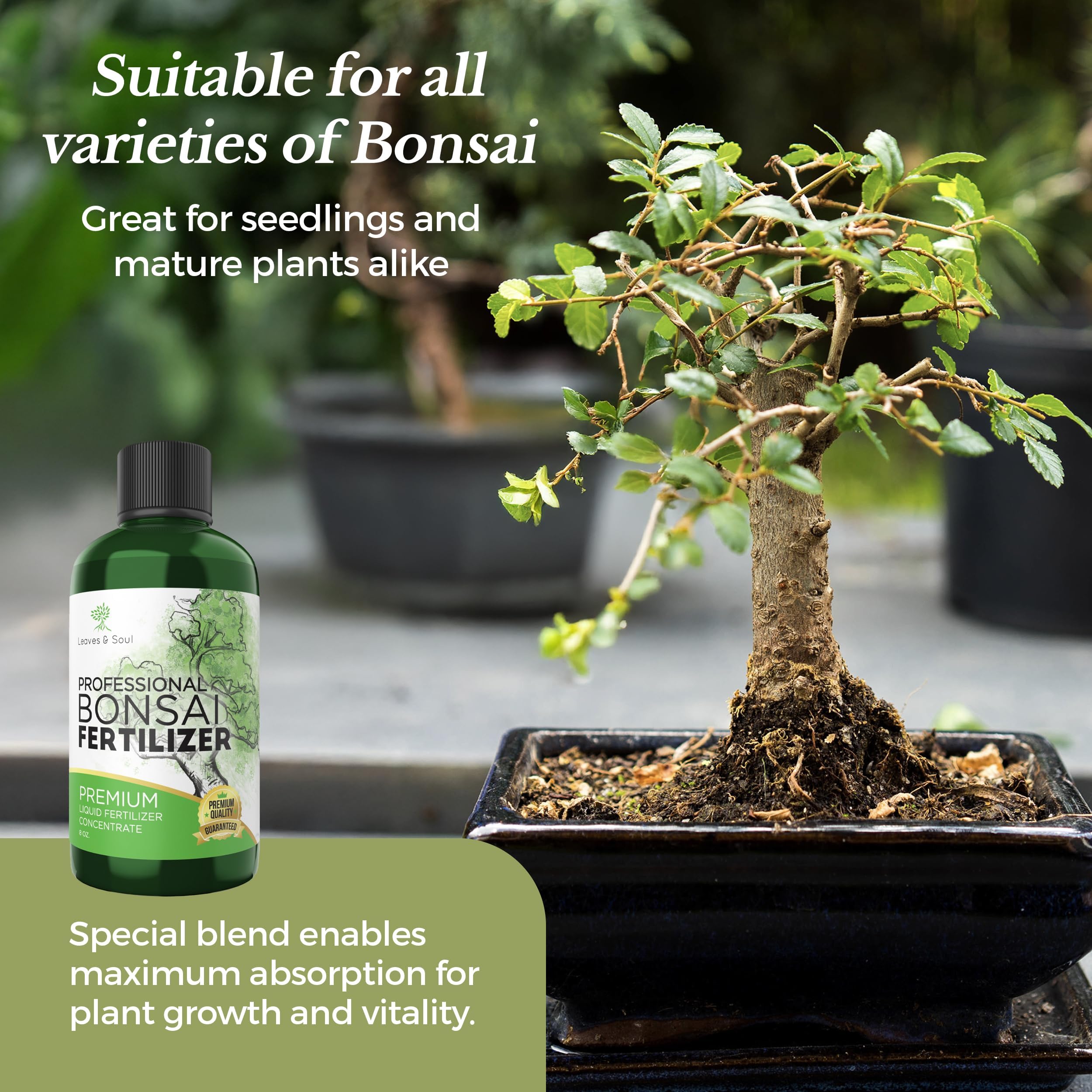 Leaves and Soul bonsai fertilizer dosing spoon shows precise 1-2 tsp per 8 cups water.