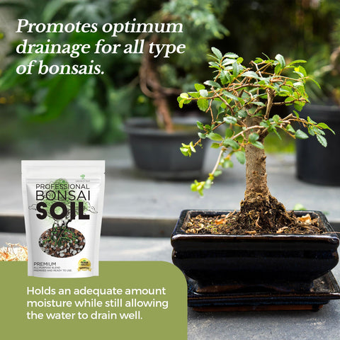 Bonsai pot with Leaves and Soul soil blend demonstrating ready-to-use mix.