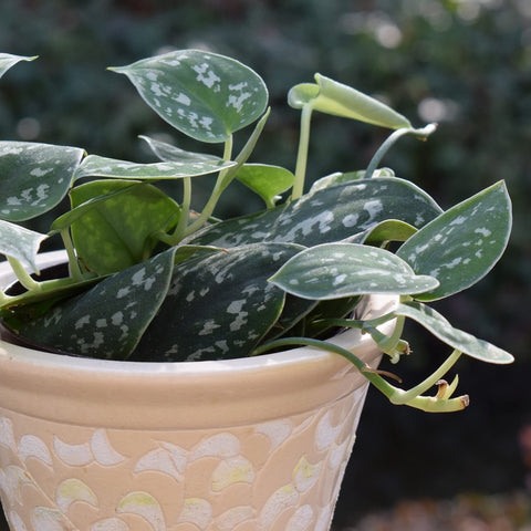 Leaves and Soul dosing guide showing 1-2 tsp per 8 cups