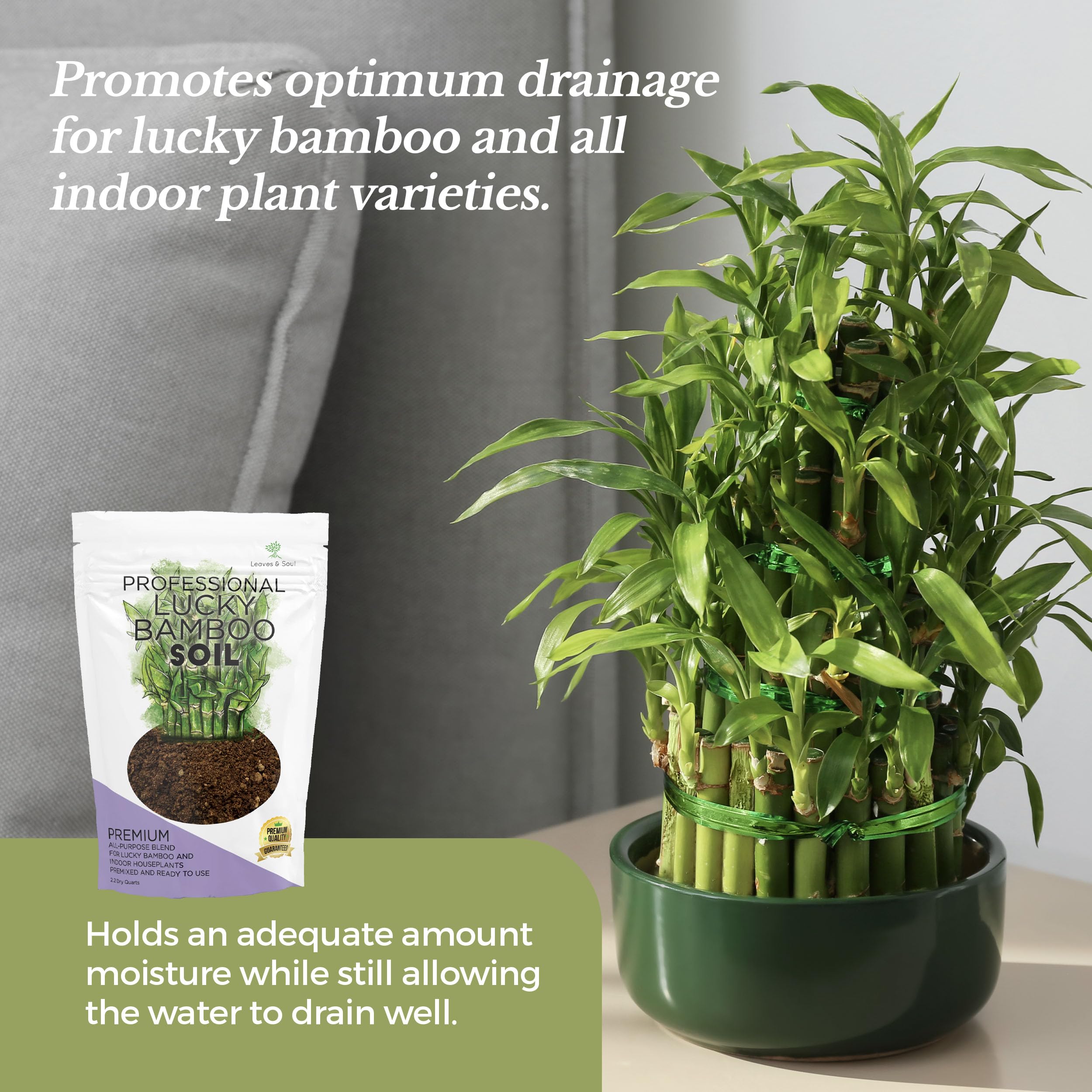 Leaves and Soul ready-to-use soil ideal for Dracaena and ribbon plant varieties