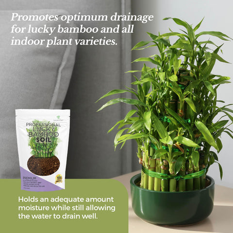 Leaves and Soul ready-to-use soil ideal for Dracaena and ribbon plant varieties