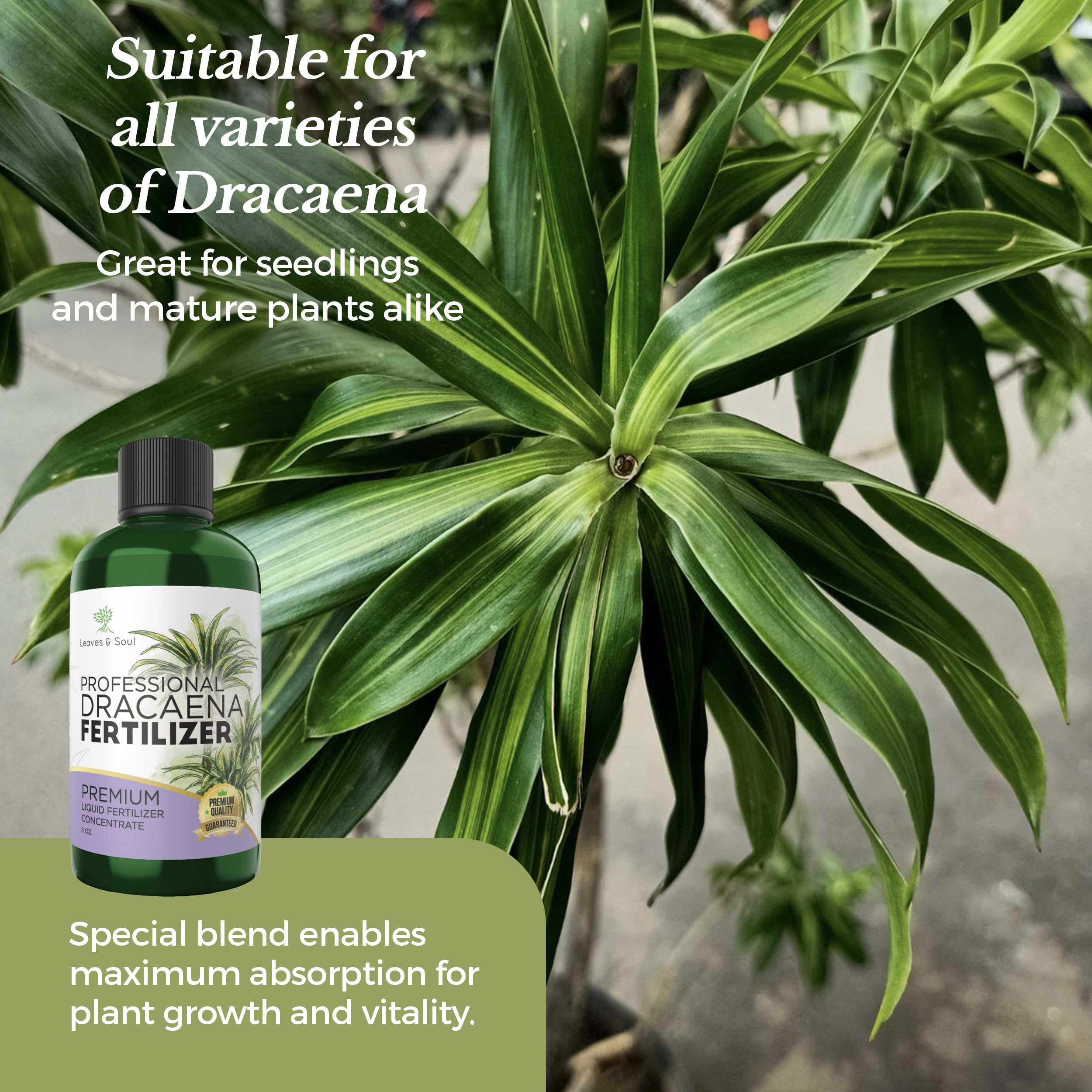 Leaves and Soul fertilizer used with young seedlings for indoor growth.