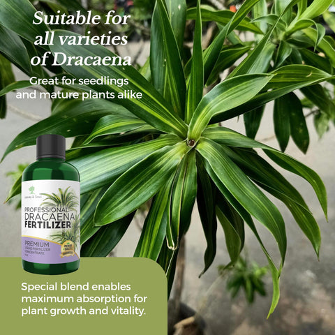 Leaves and Soul fertilizer used with young seedlings for indoor growth.