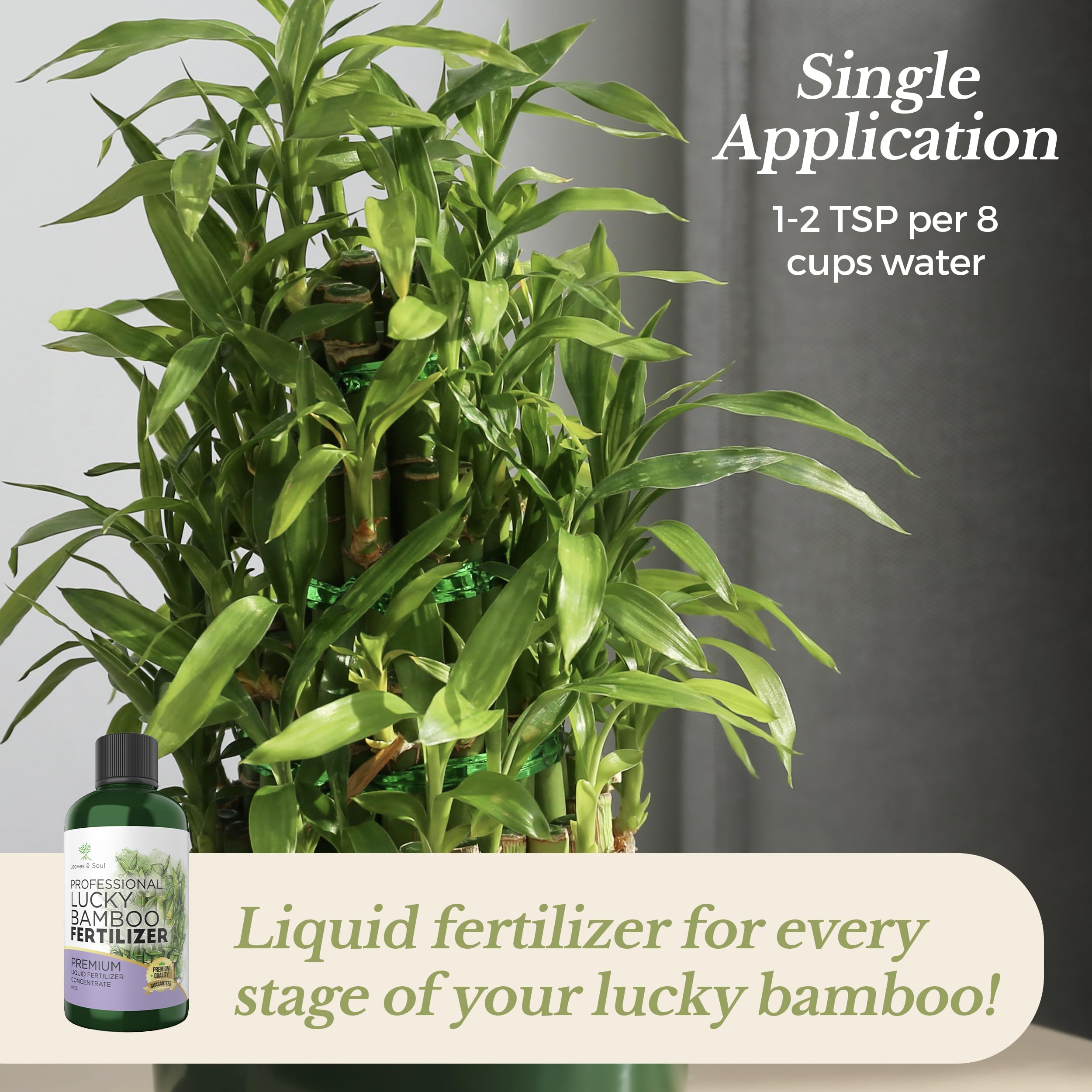 Leaves and Soul bamboo plant in pot demonstrates healthy growth