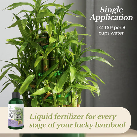 Leaves and Soul bamboo plant in pot demonstrates healthy growth