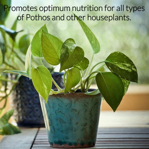 Leaves and Soul money-back guarantee on USA-made nutrients
