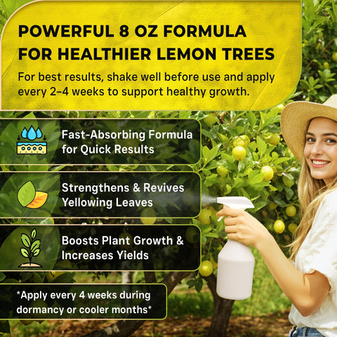 Leaves and Soul pot-grown lemon tree feeding in water mix for container gardening